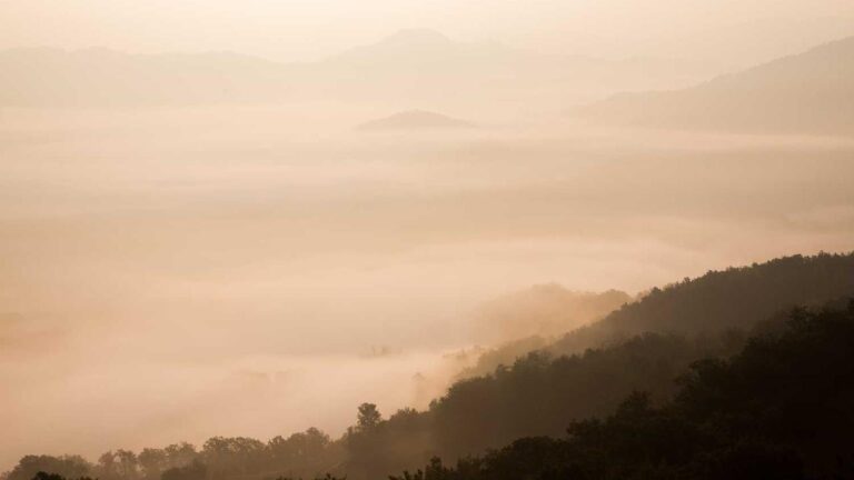 Does The 99Exch Casino App Support Live Dealers?